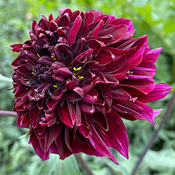 Dahlia Soulman